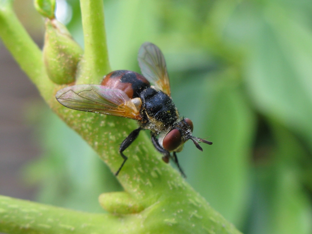 tachinidae da determinare?